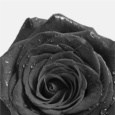 Fuoco Plus Line Vagheggi